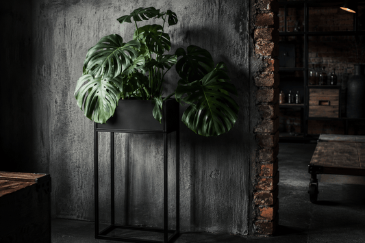 Style industriel et plantes : métal, fer et bois brut dans votre déco