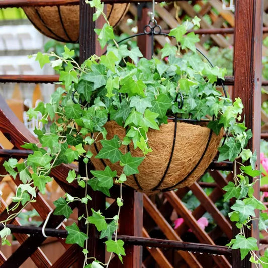 Porte Pot Mural Intérieur - Univers Plante