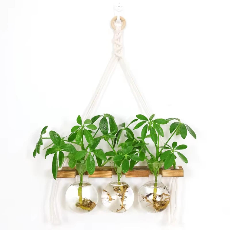 Repose Bouture - Univers Plante