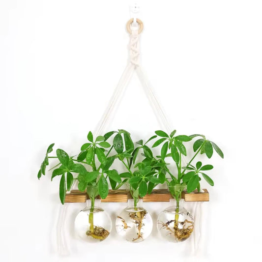 Repose Bouture - Univers Plante