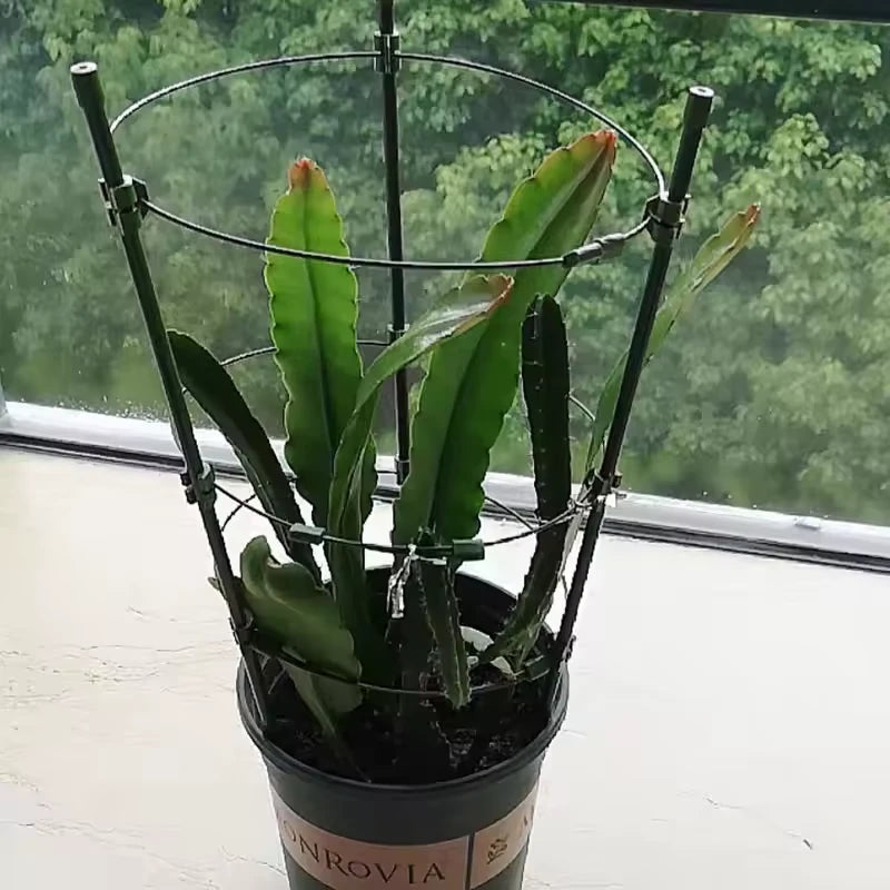 Treille pour Plante Grimpante - Univers Plante