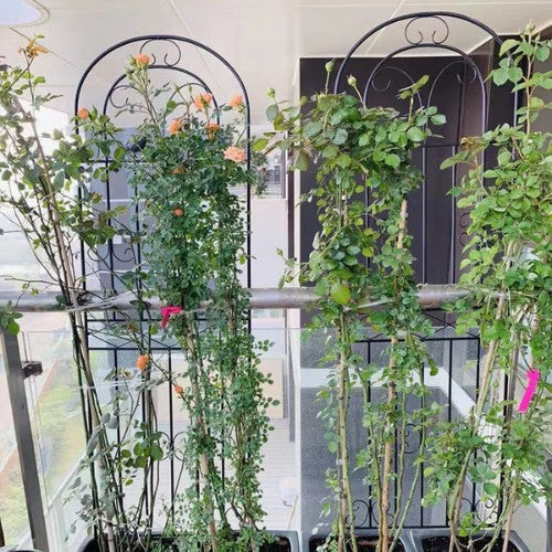 Support Mural pour Plante Grimpante