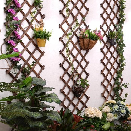 Support Bois pour Plantes Grimpantes - Univers Plante
