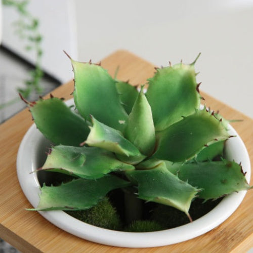 Support Plante Design
