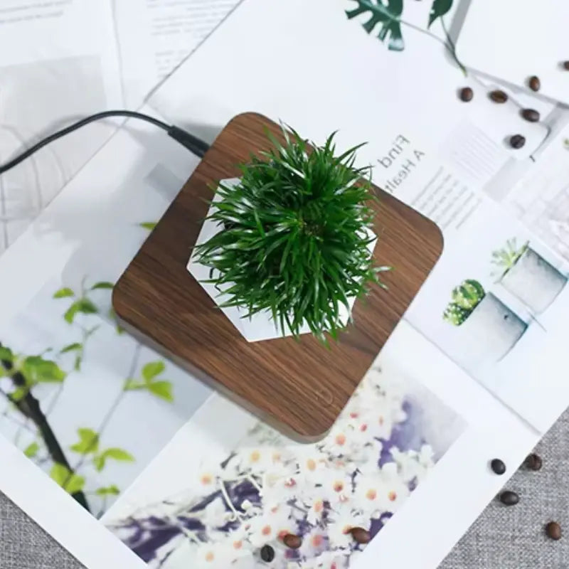 Support Plante en Lévitation